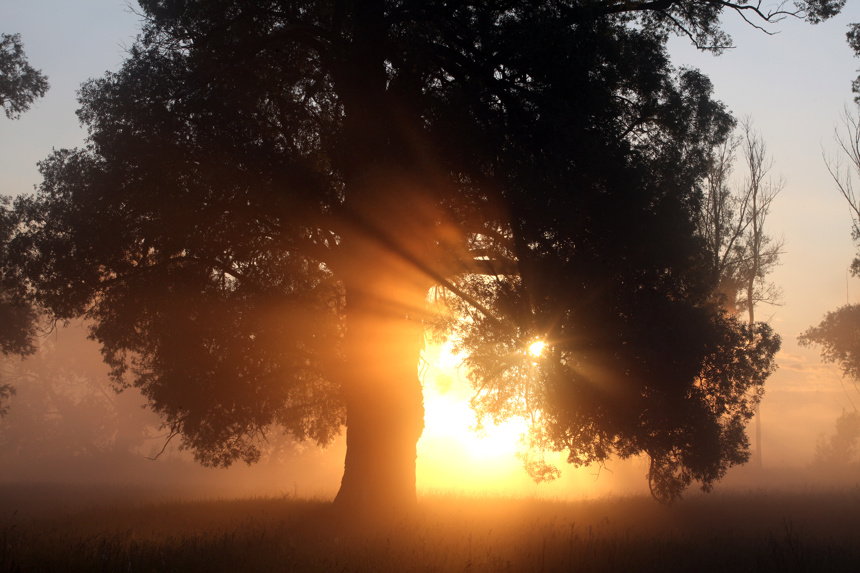 picturesque summer landscape misty dawn in an oak grove on the banks of the river